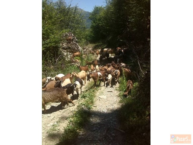 kozia za prodavanje