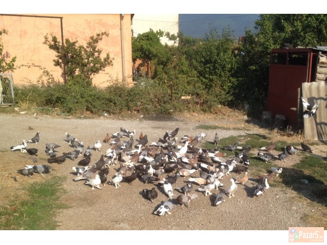 Prodavam gulabi - Duneci