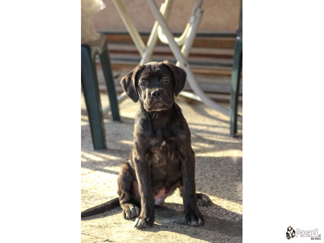 Cane Corso кутриња