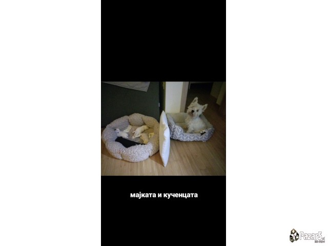 Zapadno skotski terier,westi dog