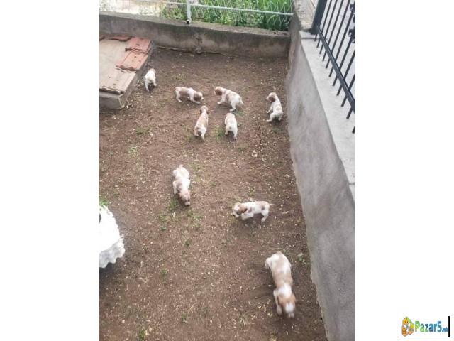 Prodavam kucinja od rasata epanjol breton 078-636-