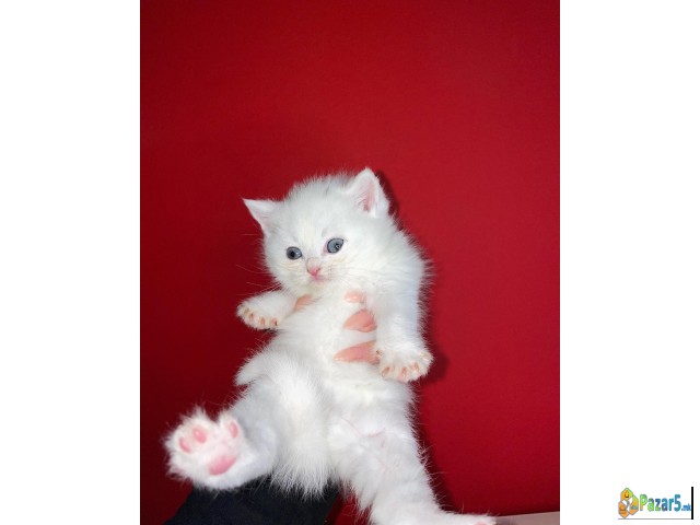Se prodavaat Scottish Fold/Straight macinja mace m