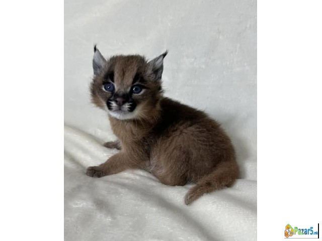 Каракал е достапен за продажба