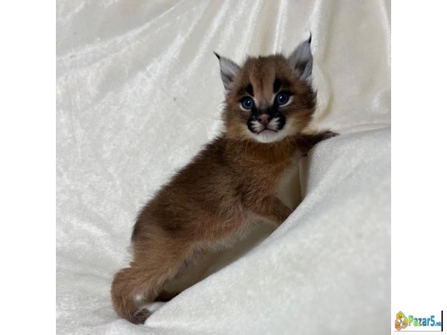 Каракал е достапен за продажба