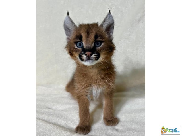 Каракал е достапен за продажба