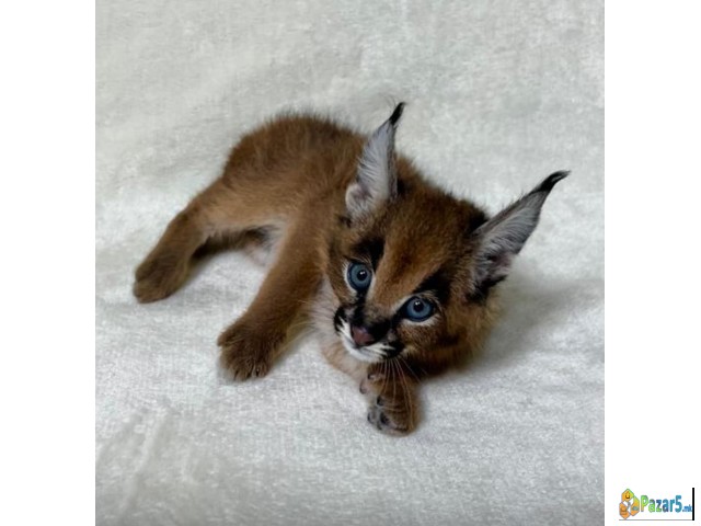 Каракал е достапен за продажба