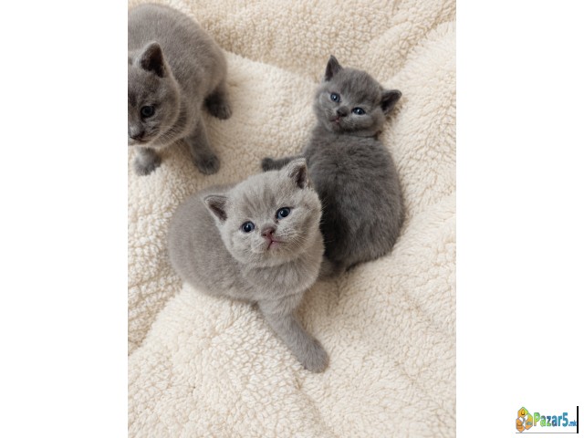 British shorthair strait blue and lilac  - thumbnail 2