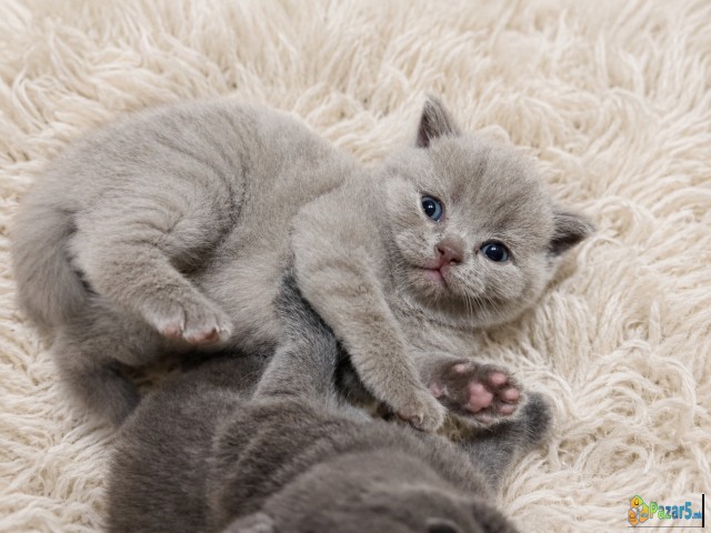 British shorthair strait blue and lilac  - thumbnail 3