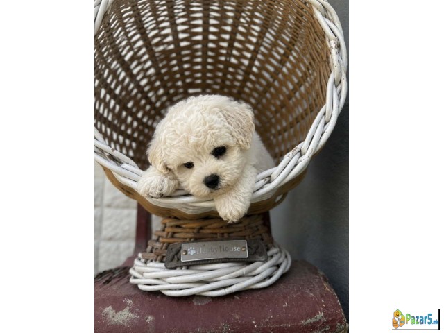 Bichon Frise štenci  