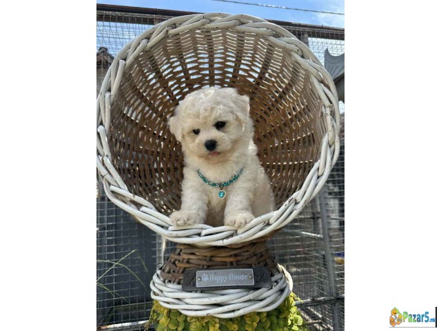 Bichon Frise štenci  
