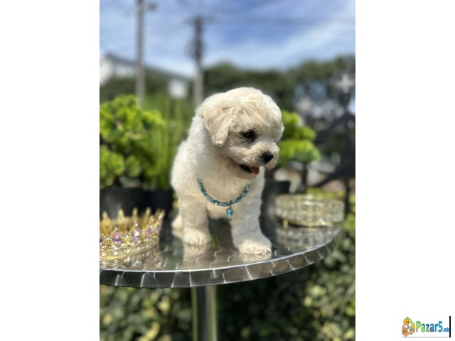 Bichon Frise štenci  