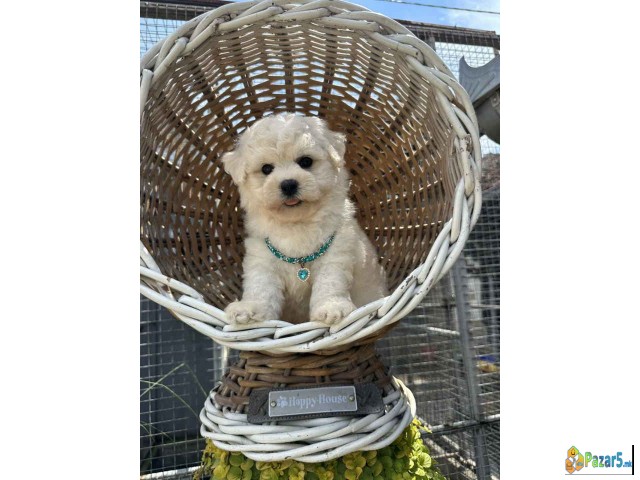 Bichon Frise štenci  