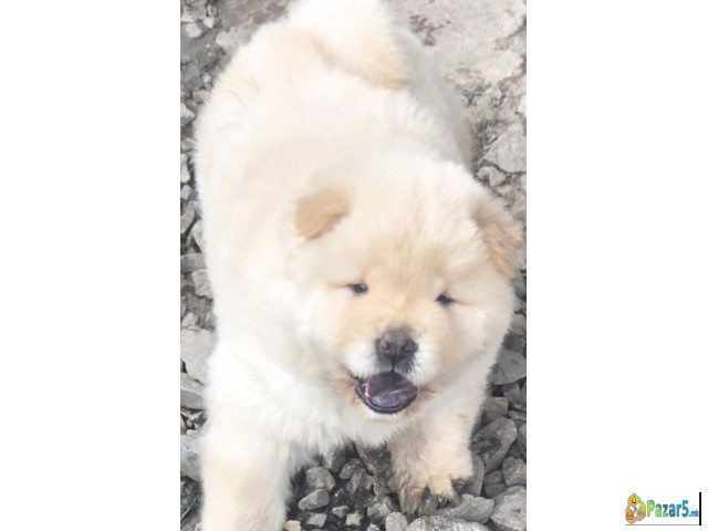 Chow chow prelepi krem stenci,  - thumbnail 2