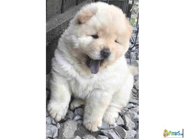 Chow chow prelepi krem stenci, 