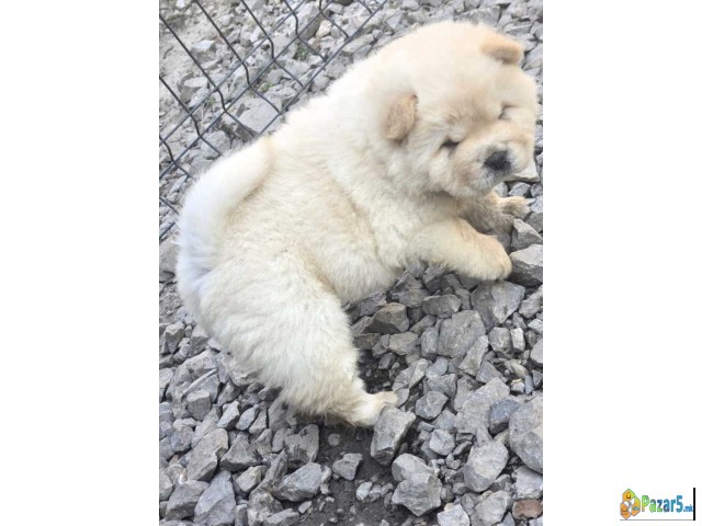 Chow chow prelepi krem stenci,  - thumbnail 5