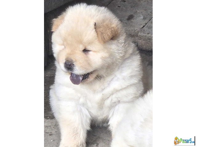 Chow chow prelepi krem stenci,  - thumbnail 4
