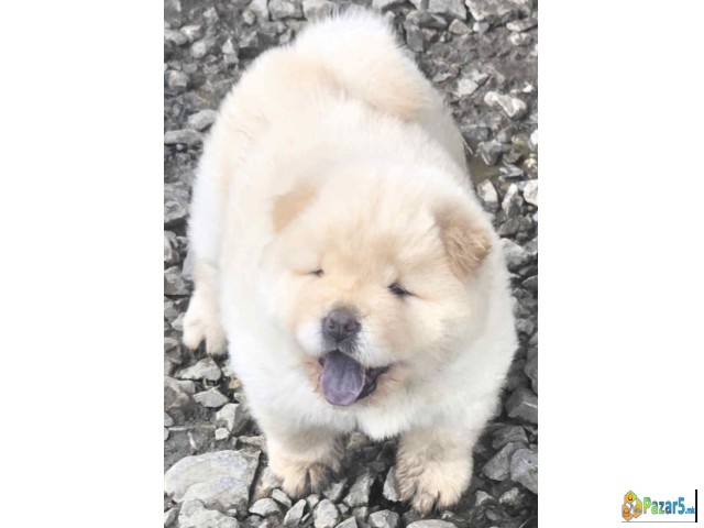 Chow chow prelepi krem stenci,  - thumbnail 3