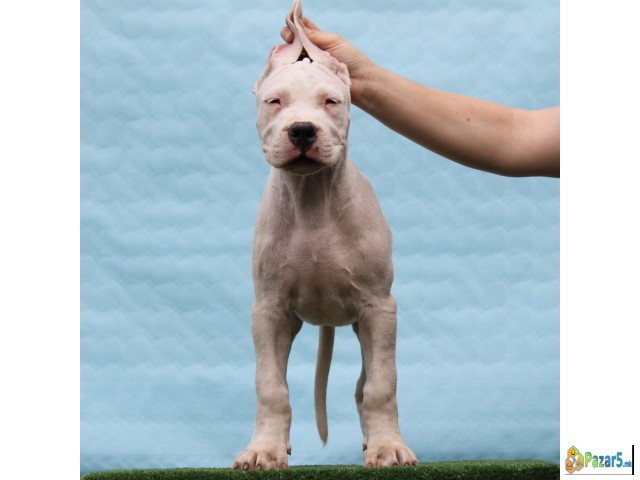 Legle dogo argentino štenaca   - thumbnail 3