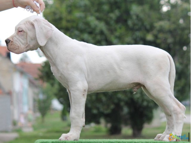 Legle dogo argentino štenaca   - thumbnail 4