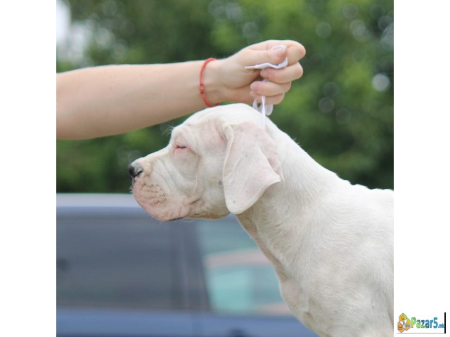 Legle dogo argentino štenaca   - thumbnail 2