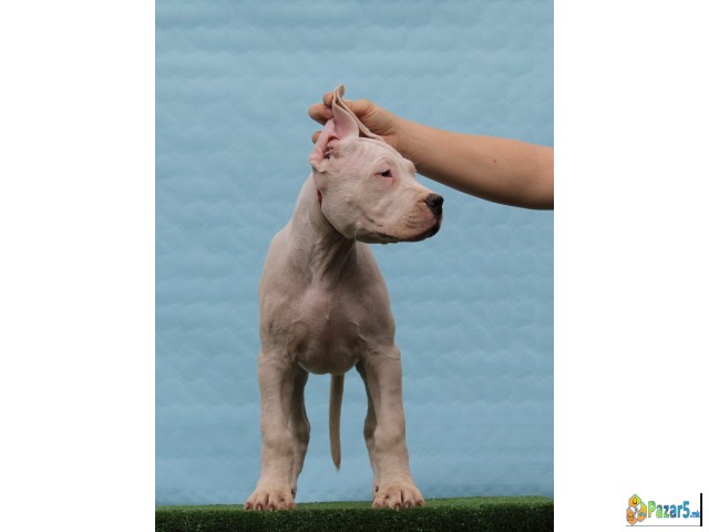 Legle dogo argentino štenaca   - thumbnail 5