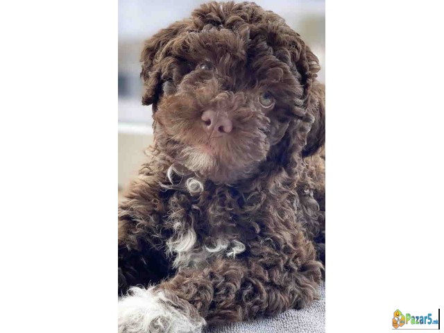 Lagotto Romagnolo – rezervacija stenaca  