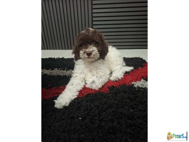 Lagotto Romagnolo – rezervacija stenaca   - thumbnail 3