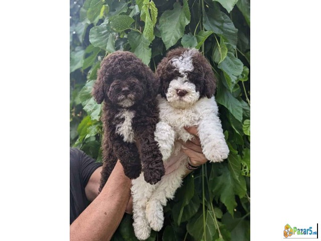 Lagotto Romagnolo – rezervacija stenaca   - thumbnail 2