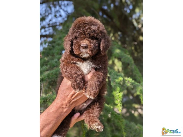 Lagotto Romagnolo – rezervacija stenaca   - thumbnail 4