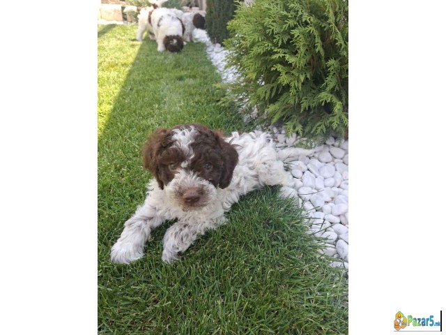 Lagotto Romagnolo – rezervacija stenaca   - thumbnail 5