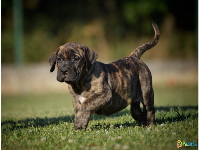 Na prodaju stenci Presa Canario  