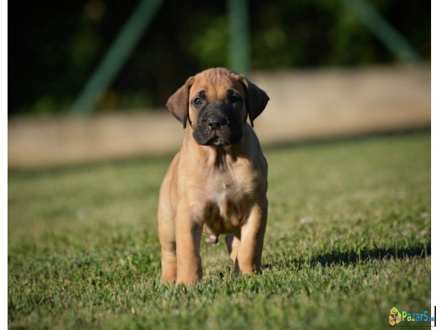 Na prodaju stenci Presa Canario   - thumbnail 2