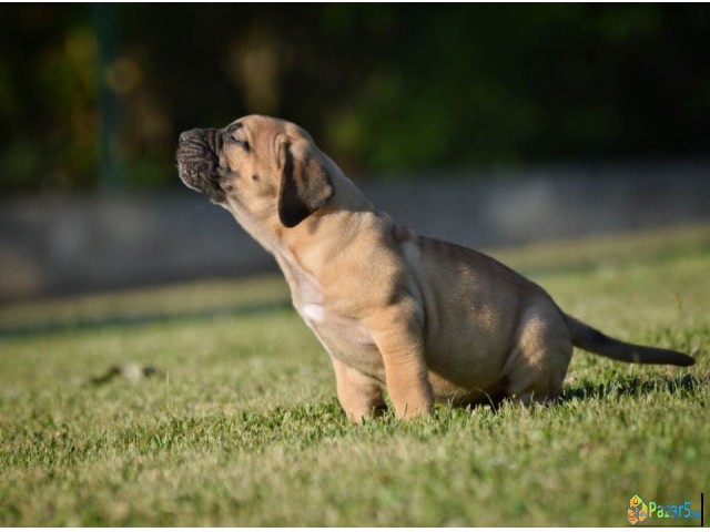 Na prodaju stenci Presa Canario   - thumbnail 4