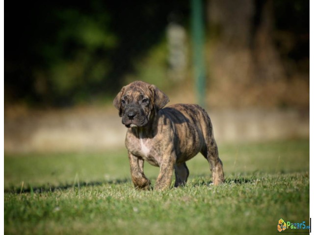 Na prodaju stenci Presa Canario   - thumbnail 3