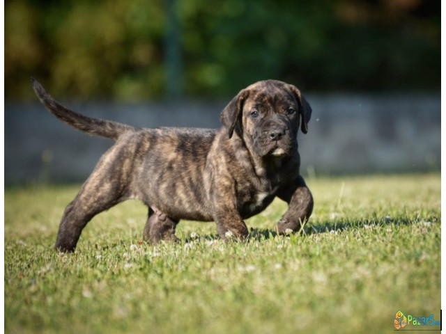 Na prodaju stenci Presa Canario   - thumbnail 5