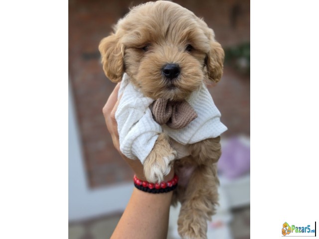Maltipoo bebe   - thumbnail 5