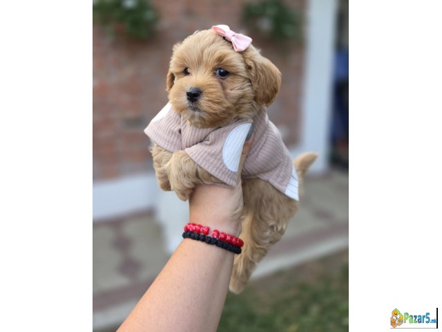 Maltipoo bebe   - thumbnail 2