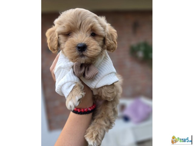 Maltipoo bebe   - thumbnail 3