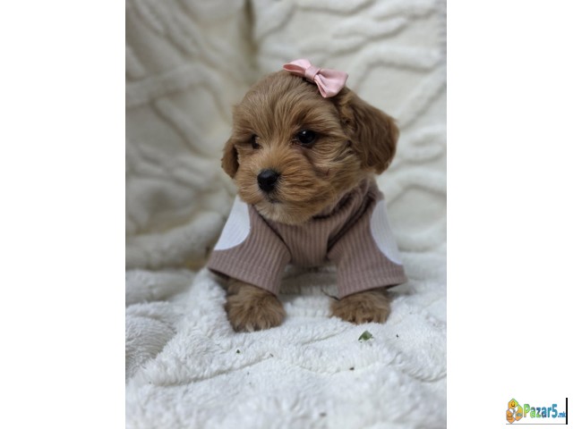 Maltipoo bebe   - thumbnail 4