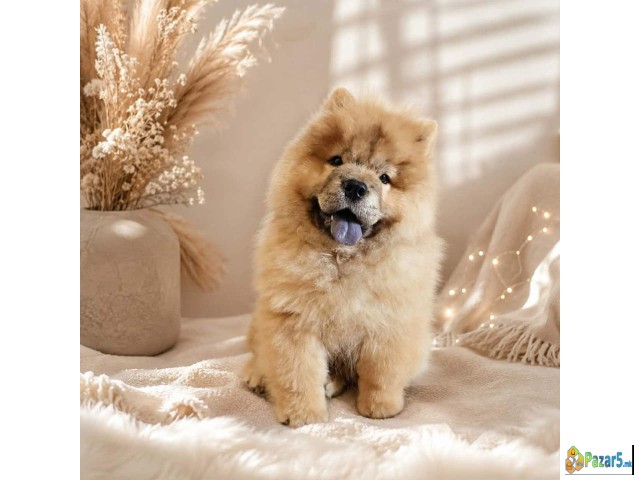 Predivan Chow Chow mužjak, star 3 meseca   - thumbnail 2