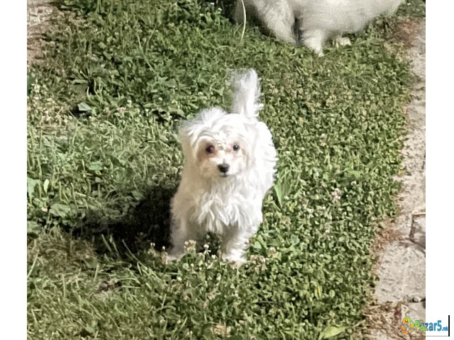 Maltezerche Mashko, 3 Meseci – Milo I Razigrano
