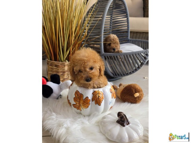 Nove bebice toy I mini pudle 