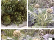 Artišok (artichoke) Za Prodažba