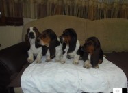 Basset Hound - Baset Stenad