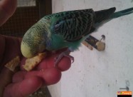 Papagali