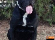 Cane Corso Kucenca