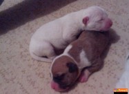 Pit Bull
