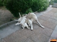 Dogo Argentino Leglo
