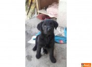 Crni Labradori 