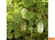 Kiwano I Karela (gorka Dinja) ..... саден материја
